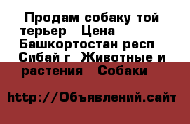 Продам собаку той-терьер › Цена ­ 1 000 - Башкортостан респ., Сибай г. Животные и растения » Собаки   